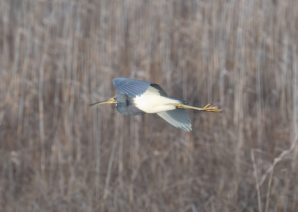 Tricolored Heron - ML646668972