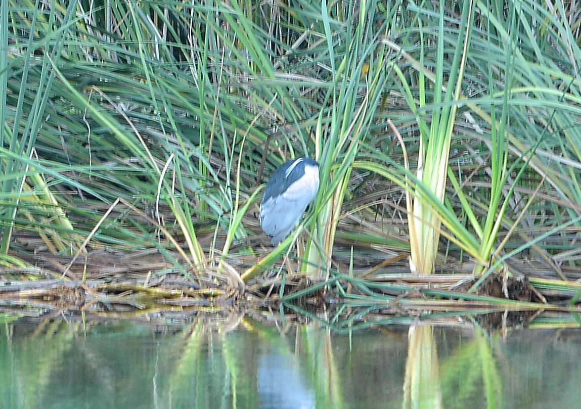 Black-crowned Night Heron - ML646668976