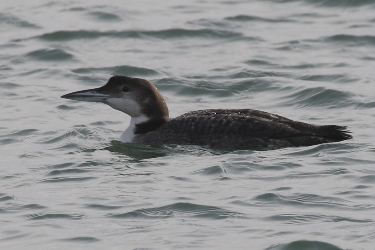 Common Loon - ML646668977