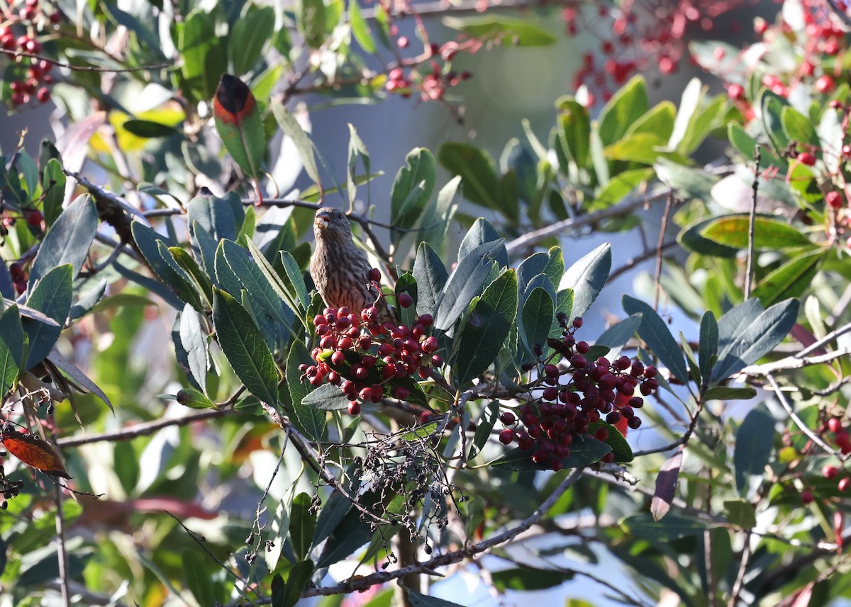House Finch - ML646668978