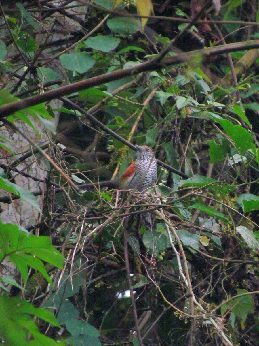 Bar-crested Antshrike - ML646668979