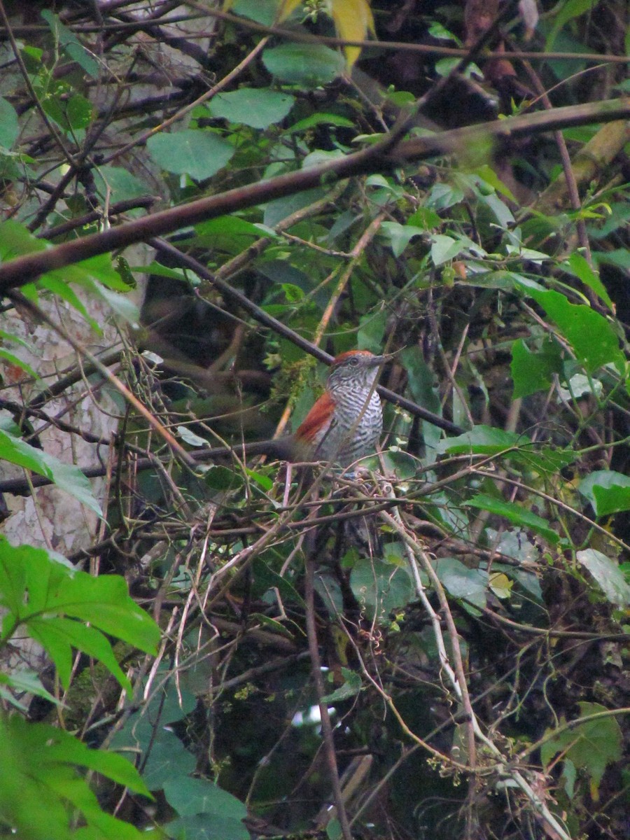 Bar-crested Antshrike - ML646668980