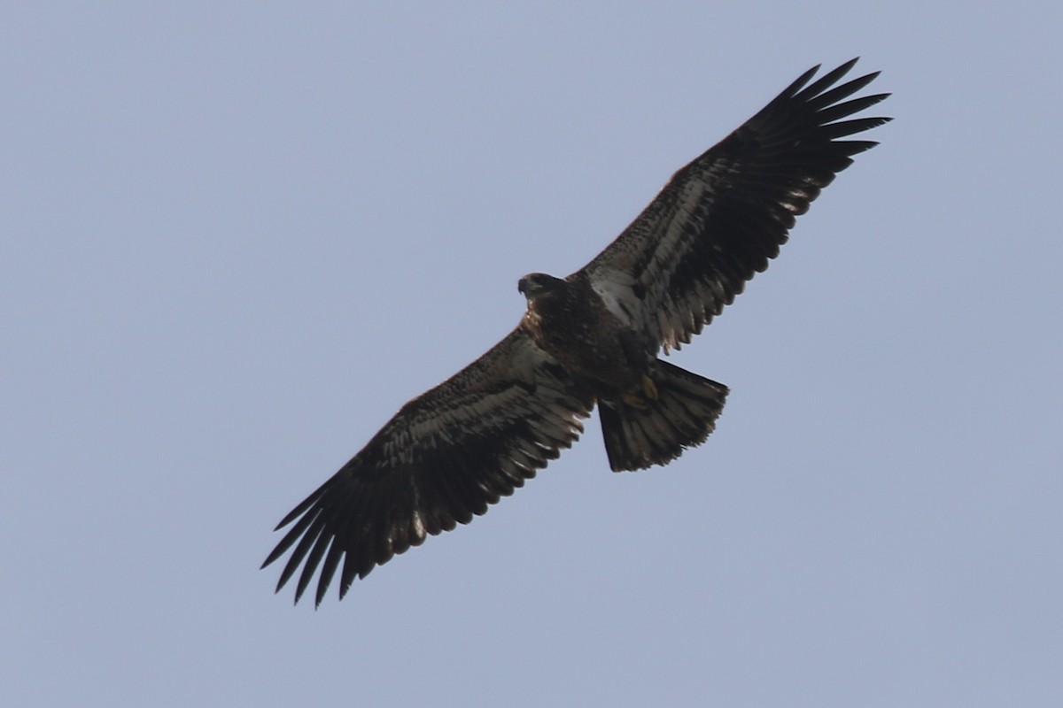Bald Eagle - ML646668981