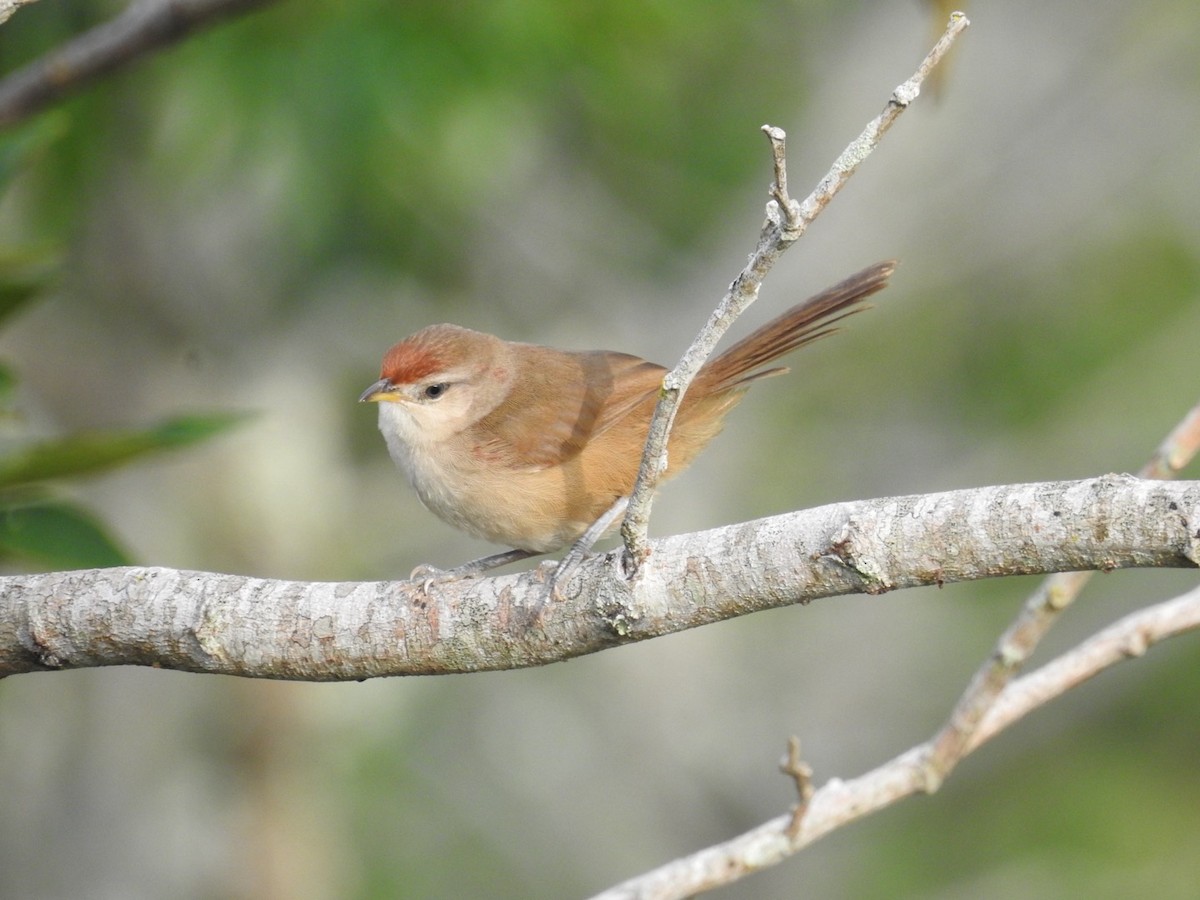 rustpannetornfugl - ML646668984