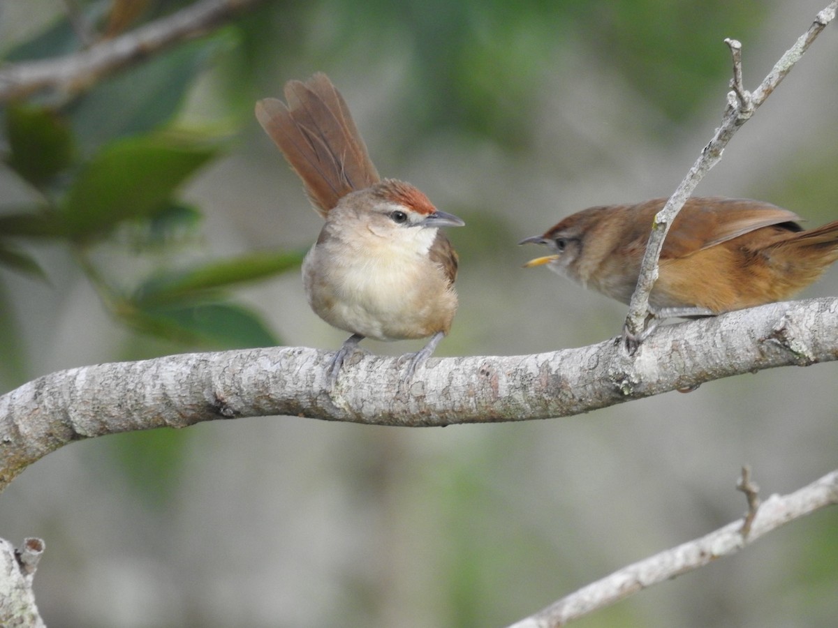 rustpannetornfugl - ML646668985