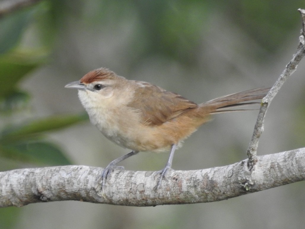 rustpannetornfugl - ML646668987