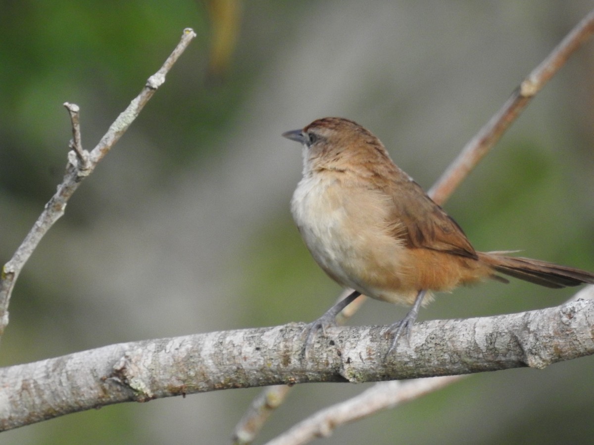 rustpannetornfugl - ML646668988