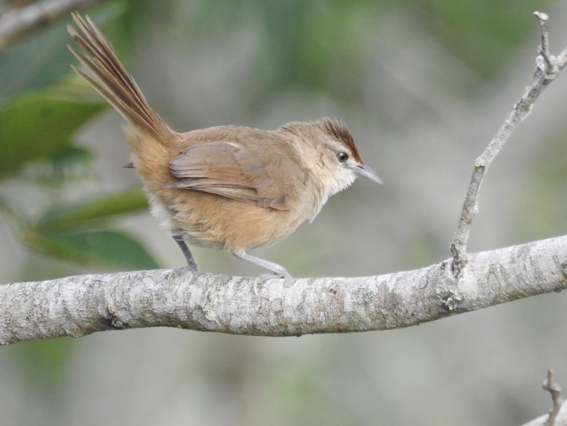 rustpannetornfugl - ML646668989