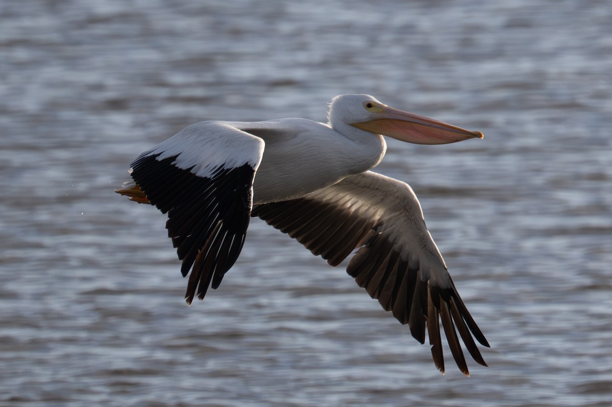 American White Pelican - ML646668990