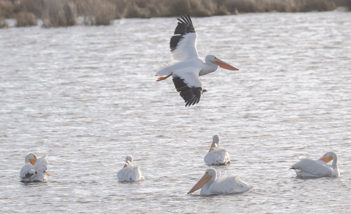American White Pelican - ML646668991