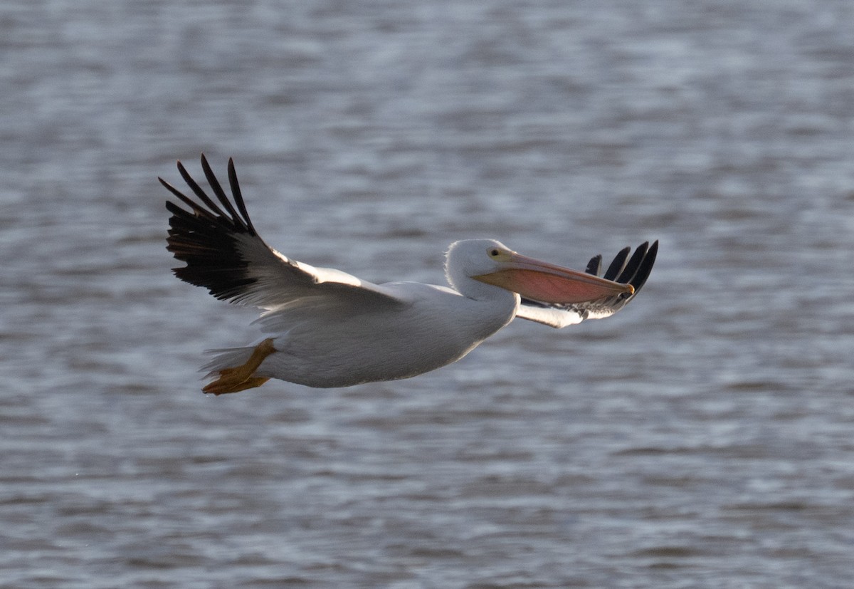 American White Pelican - ML646668992