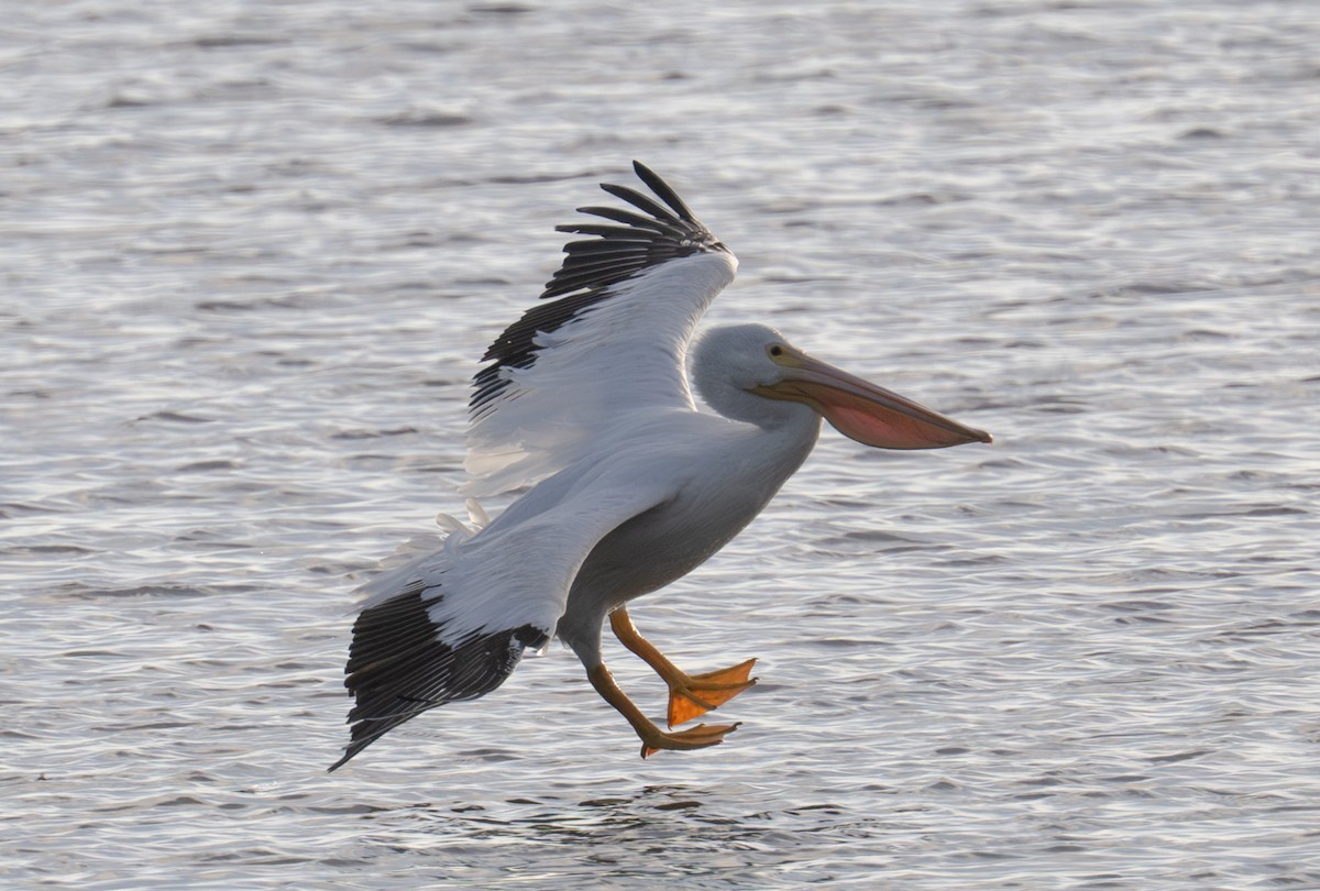 American White Pelican - ML646668993