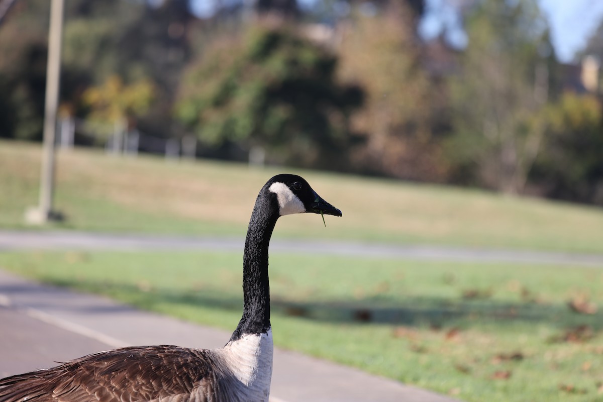 Oca canadese maggiore - ML646668994