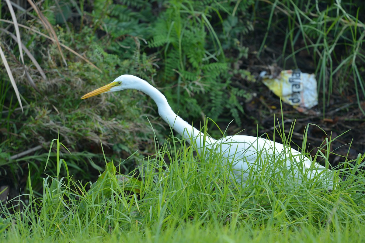 Great Egret - ML646668996