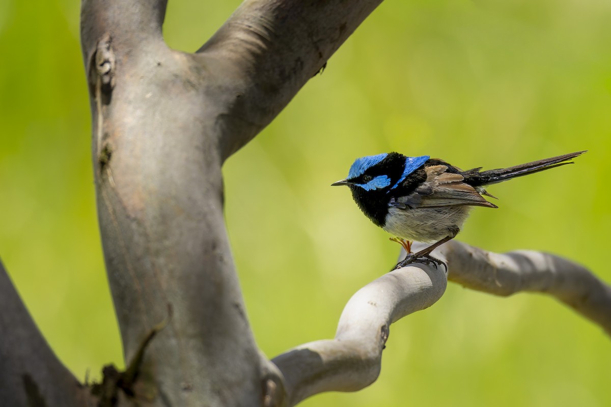 Superb Fairywren - ML646668998