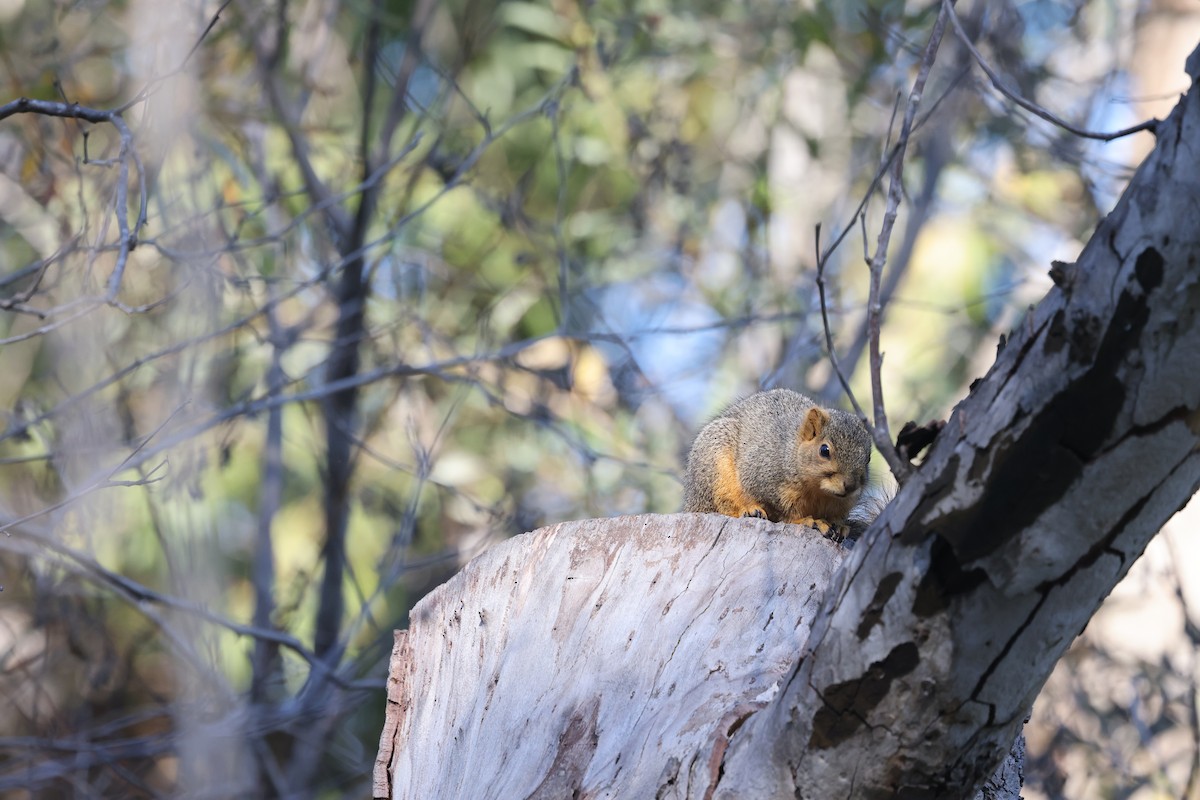 狐松鼠 - ML646669004