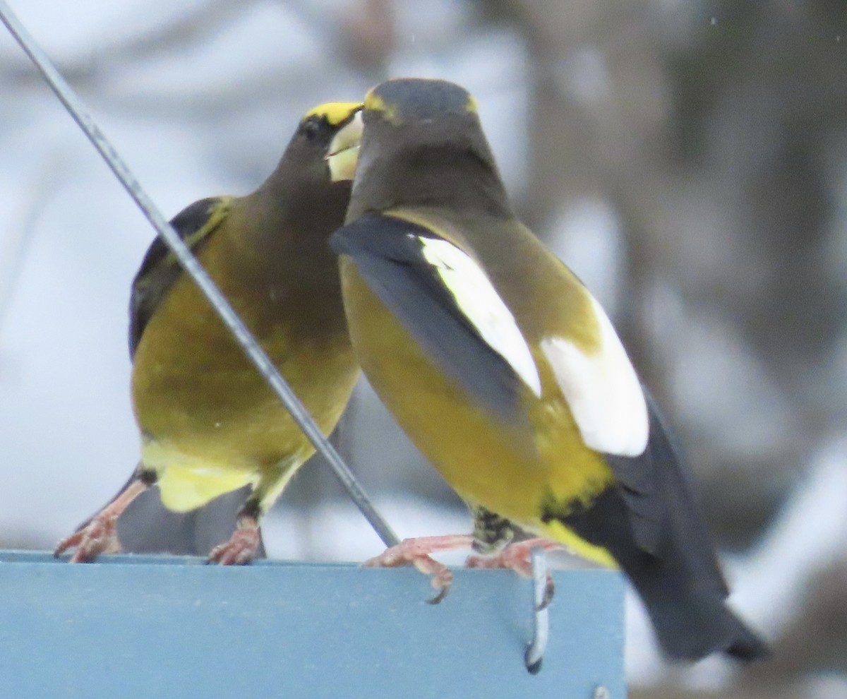 Sarı Kaşlı Kocabaş - ML646669007