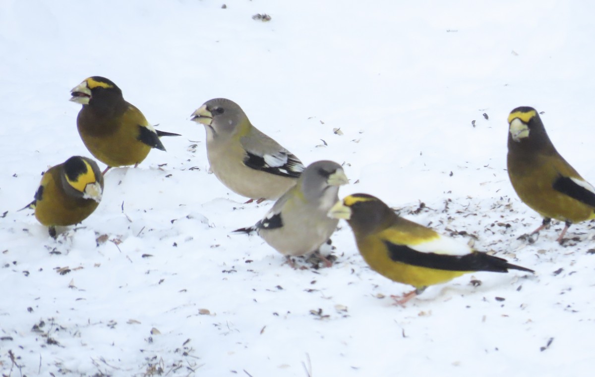 Sarı Kaşlı Kocabaş - ML646669008
