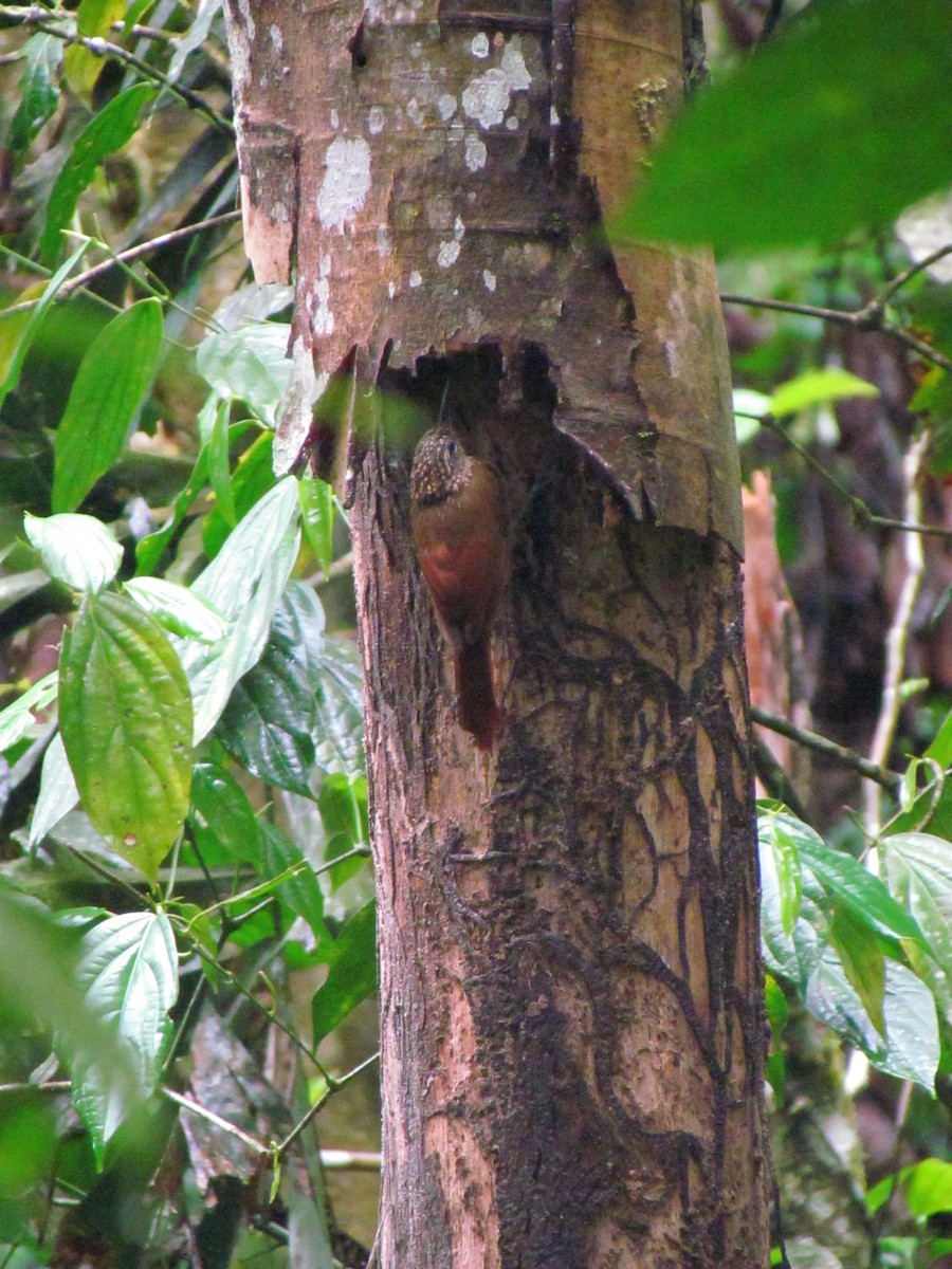 Cocoa Woodcreeper - ML646669021