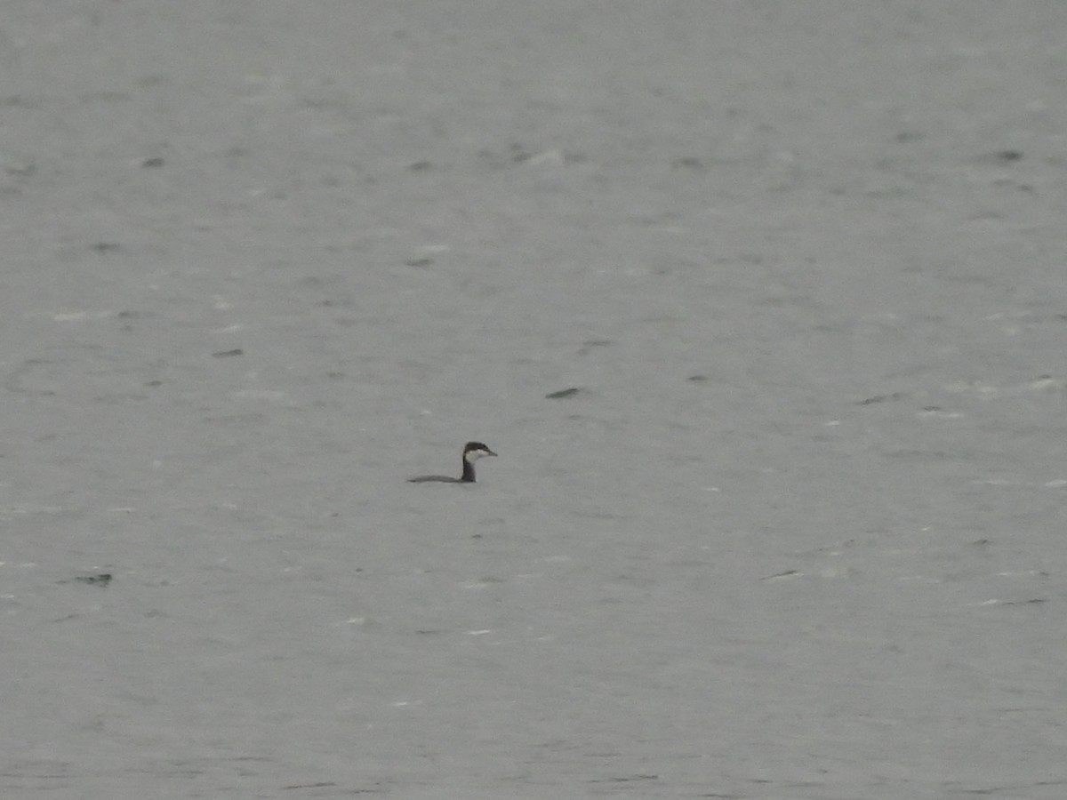 Horned Grebe - ML646669022