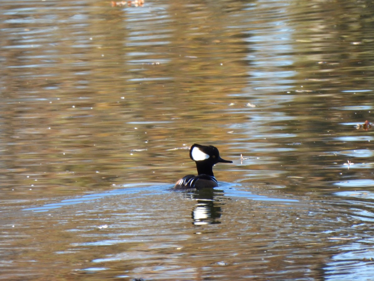 morčák chocholatý - ML646669023