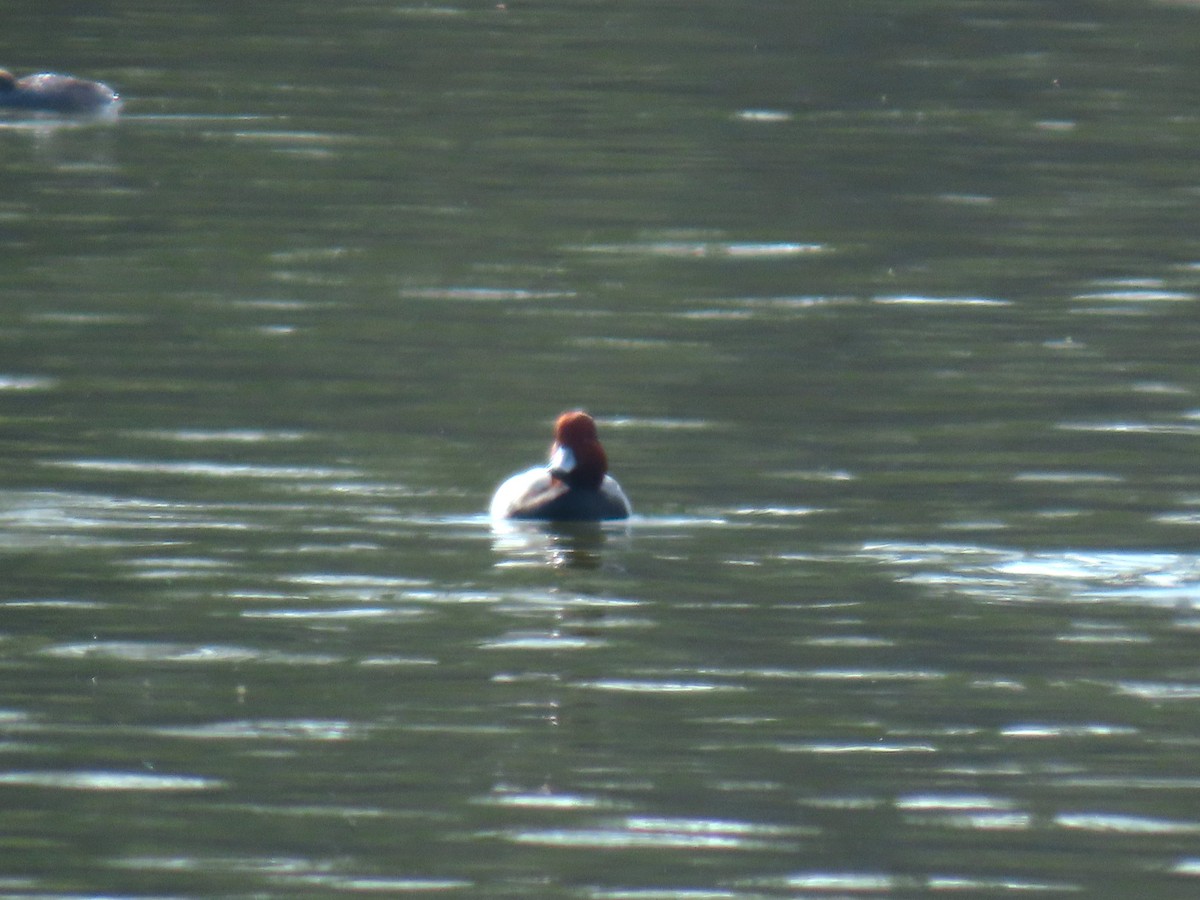 Redhead - ML646669030