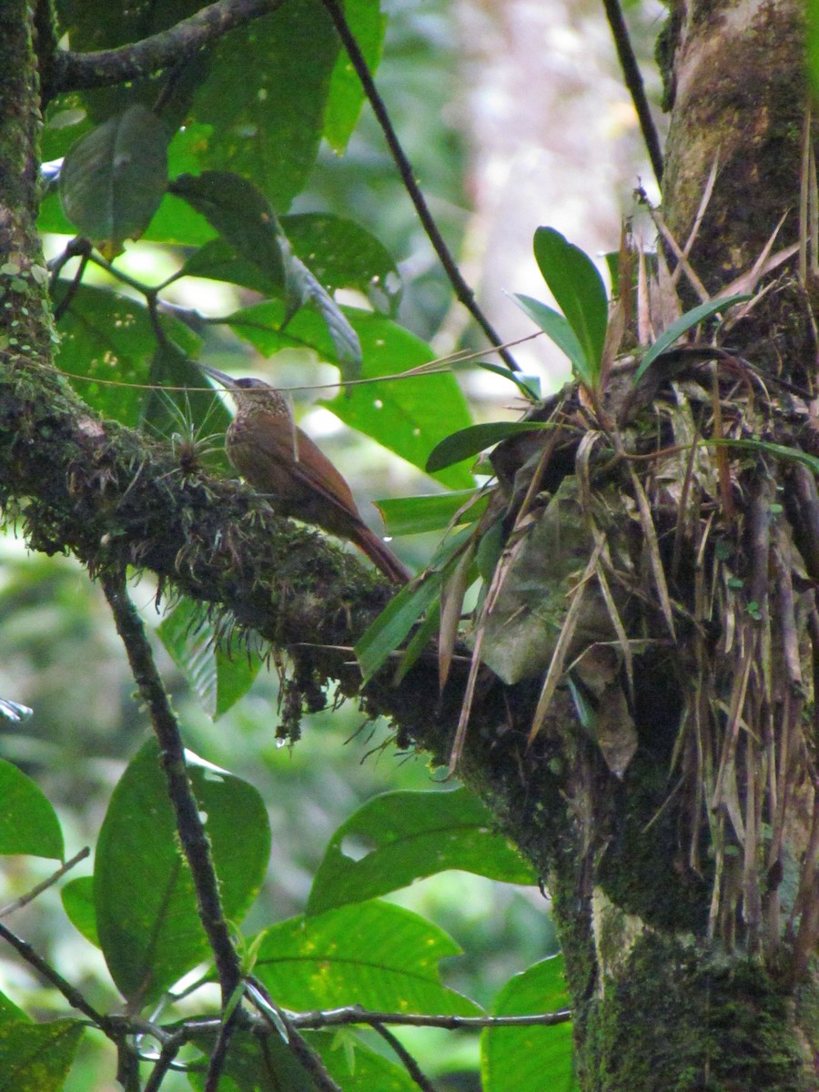 Cocoa Woodcreeper - ML646669033