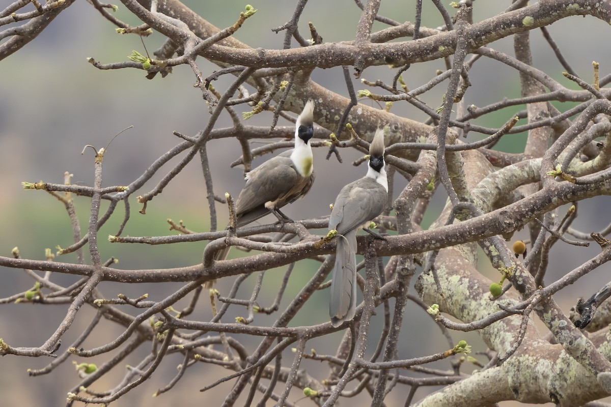 Bare-faced Go-away-bird - ML646669035