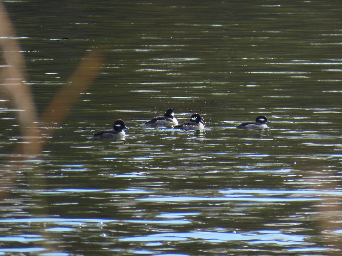 Bufflehead - ML646669036