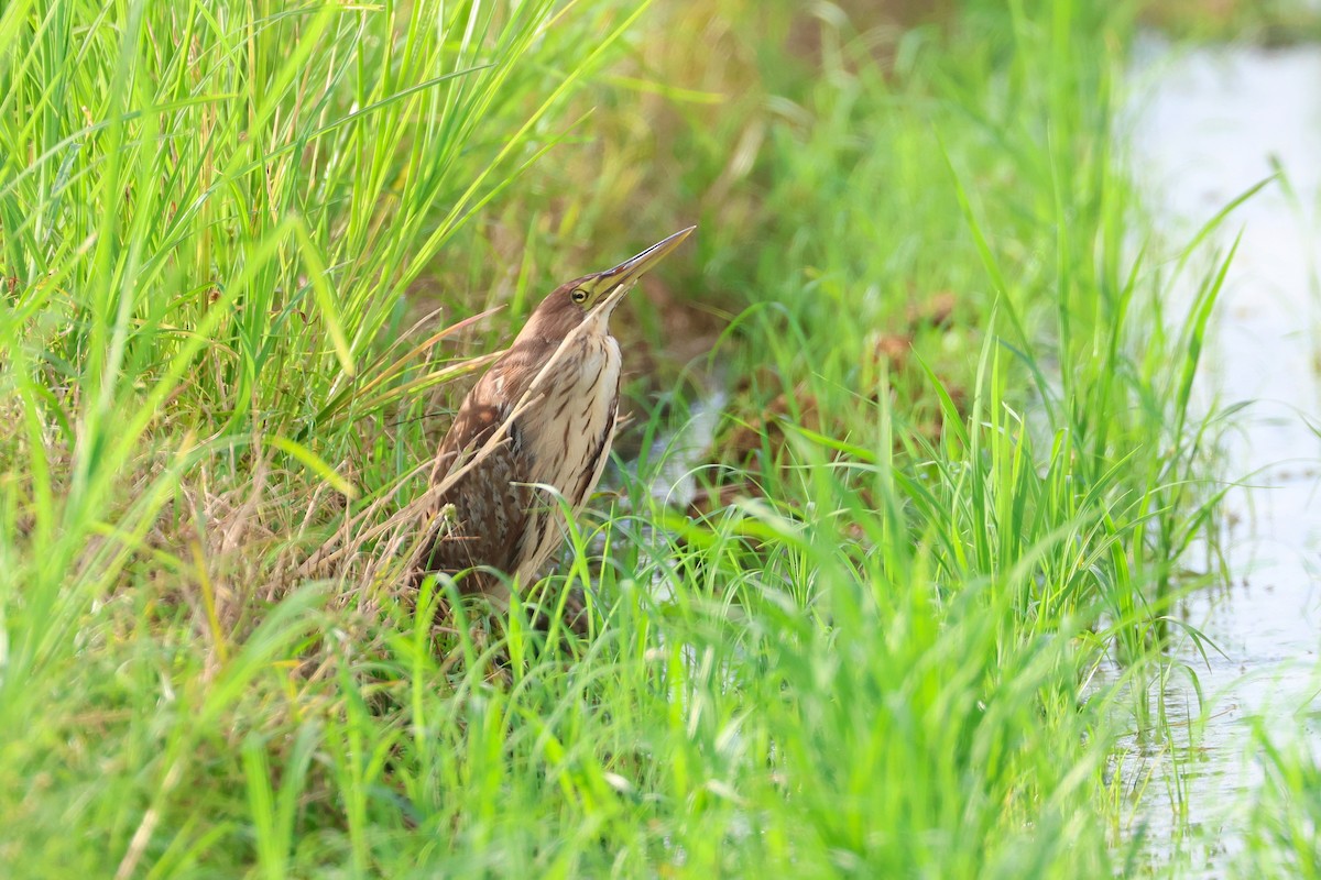 kanelrørdrum - ML646669037