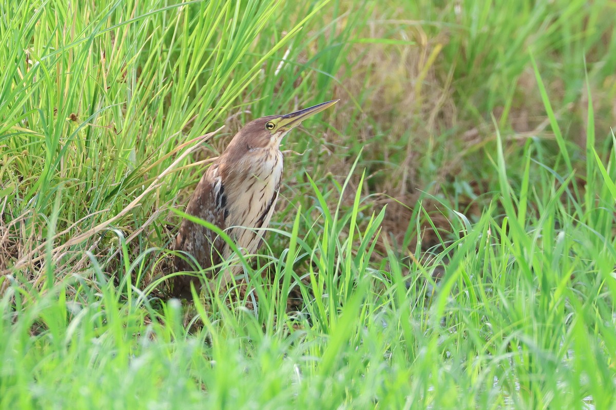 Cinnamon Bittern - ML646669038