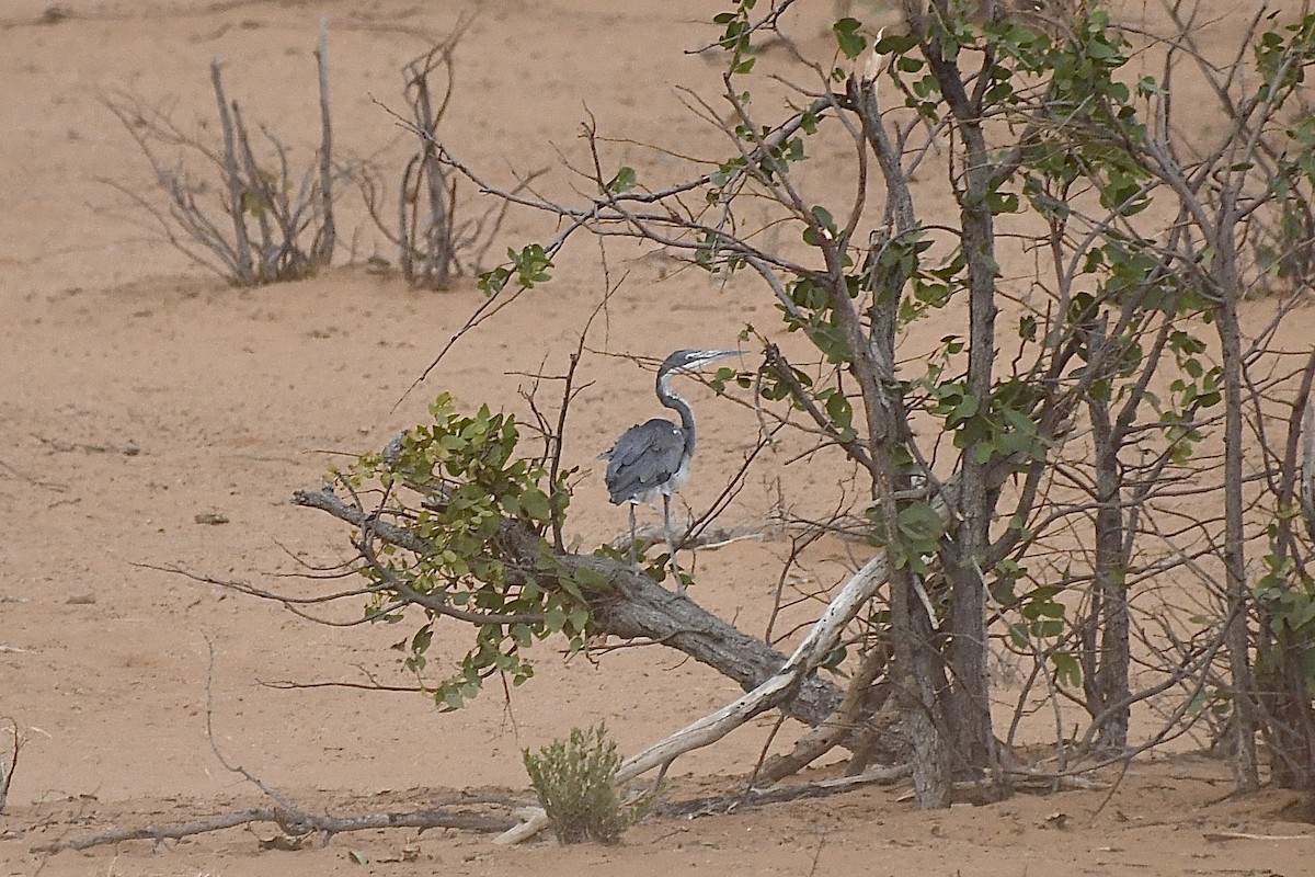 Black-headed Heron - ML646669039