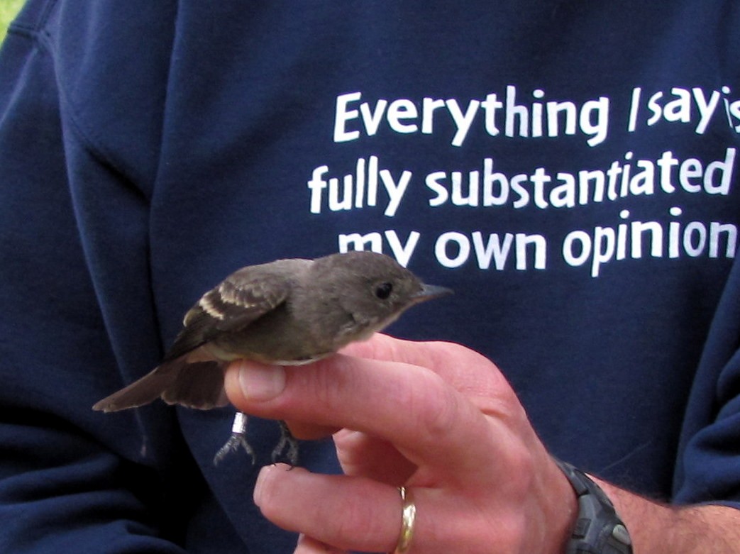 Blasskehl-Schnäppertyrann - ML646669044