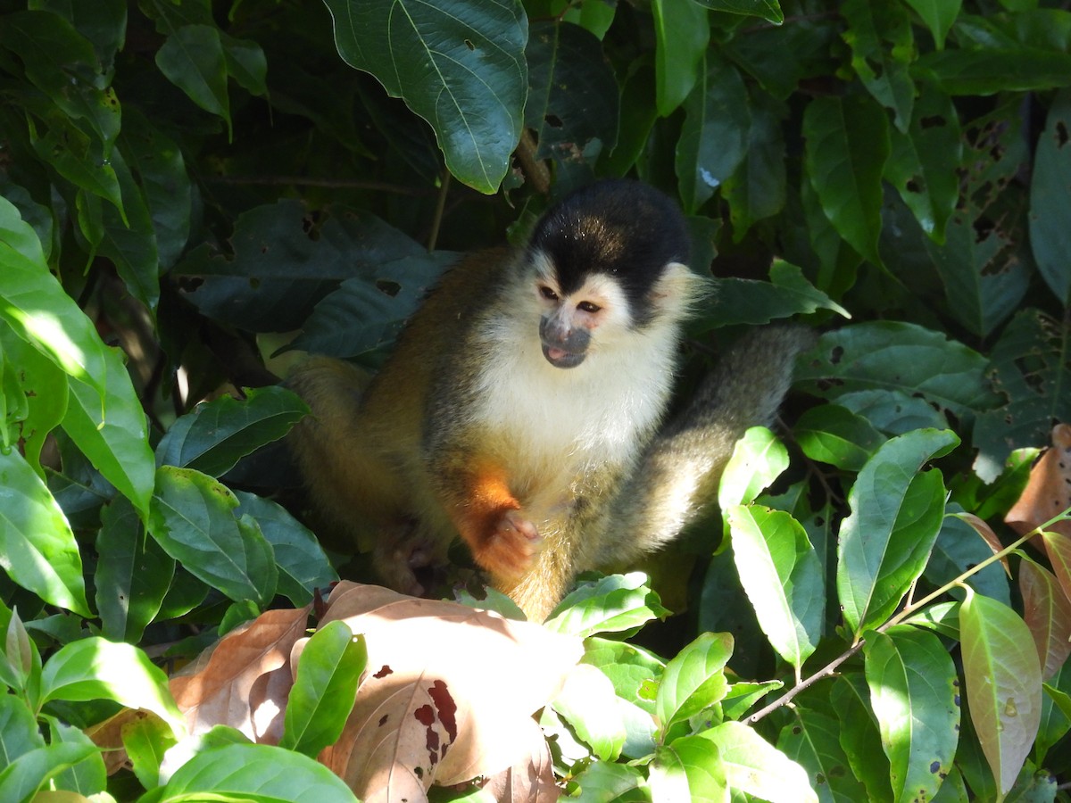 Central American Squirrel Monkey - ML646669045