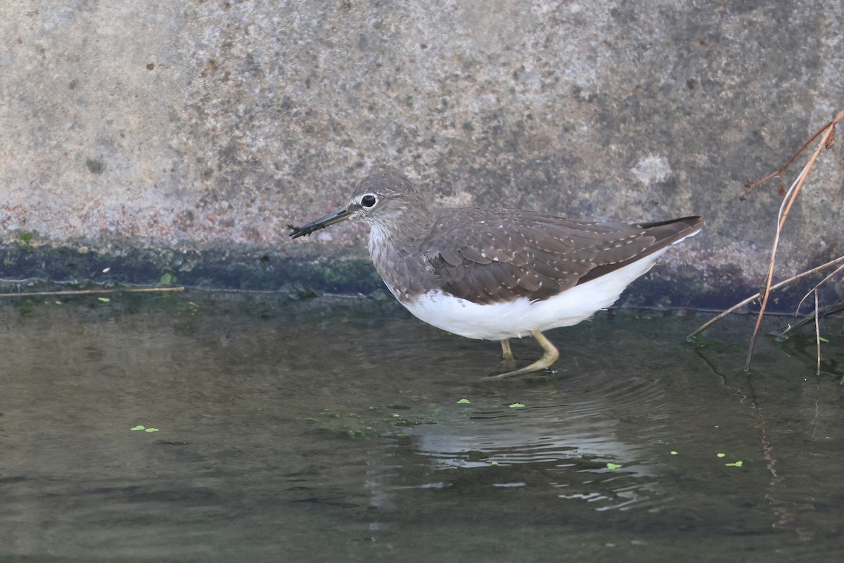 Green Sandpiper - ML646669046