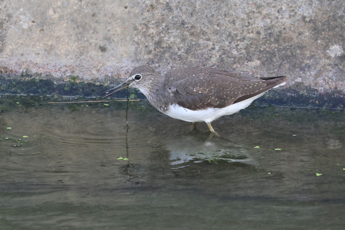 Green Sandpiper - ML646669047