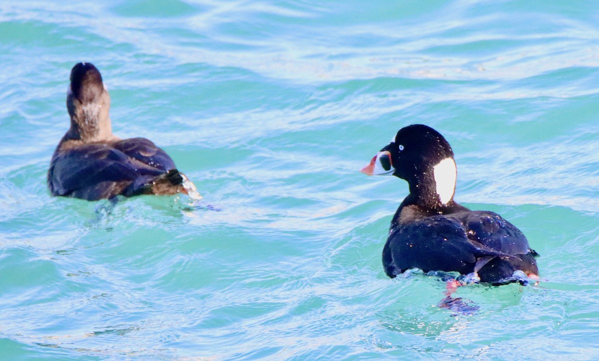 Negrón Careto - ML646669051