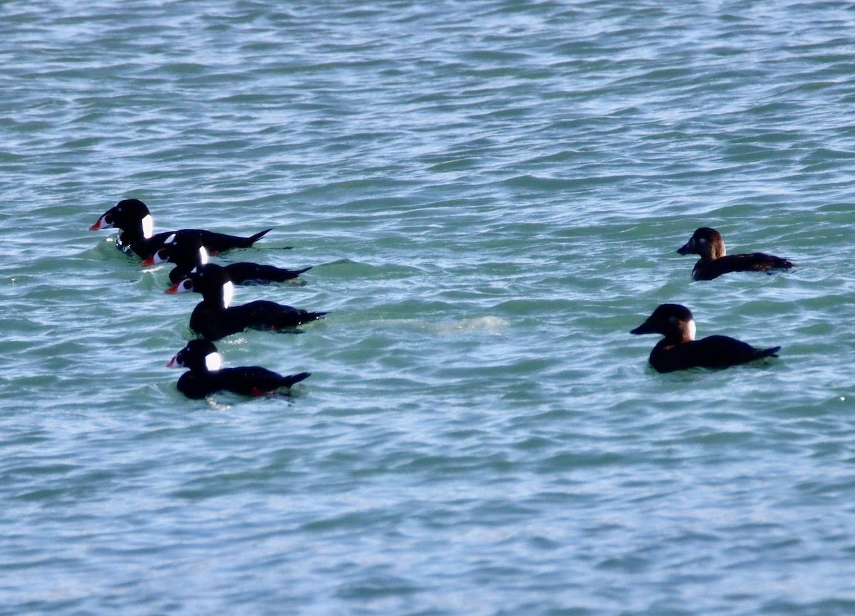 Negrón Careto - ML646669052