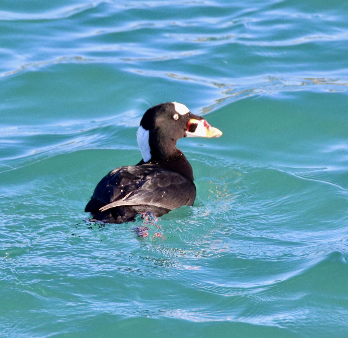 Negrón Careto - ML646669053