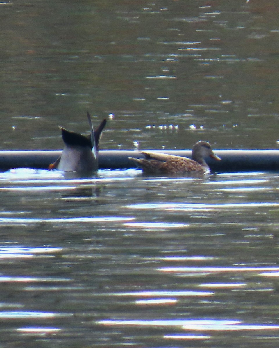 Gadwall - ML646669054