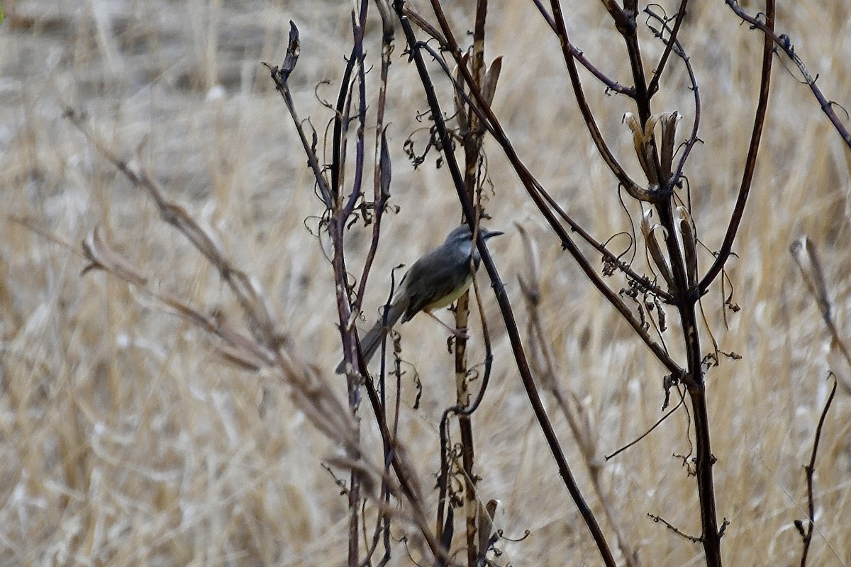 Black-chested Prinia - ML646669056