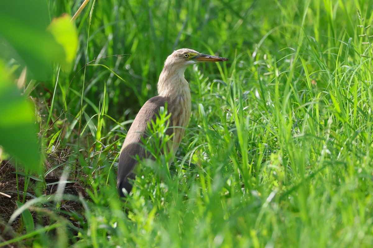 Javan Pond-Heron - ML646669059