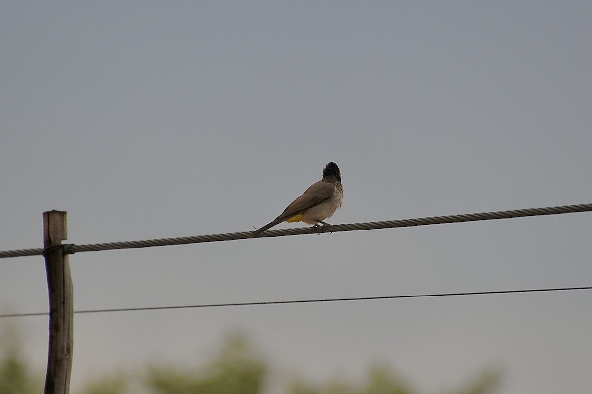 Black-fronted Bulbul - ML646669060