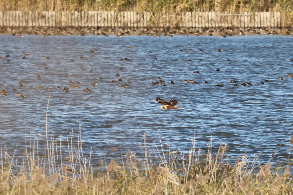 Eastern Marsh Harrier - ML646669062