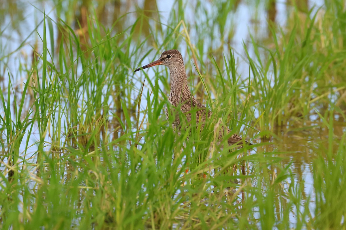 rødstilk - ML646669063