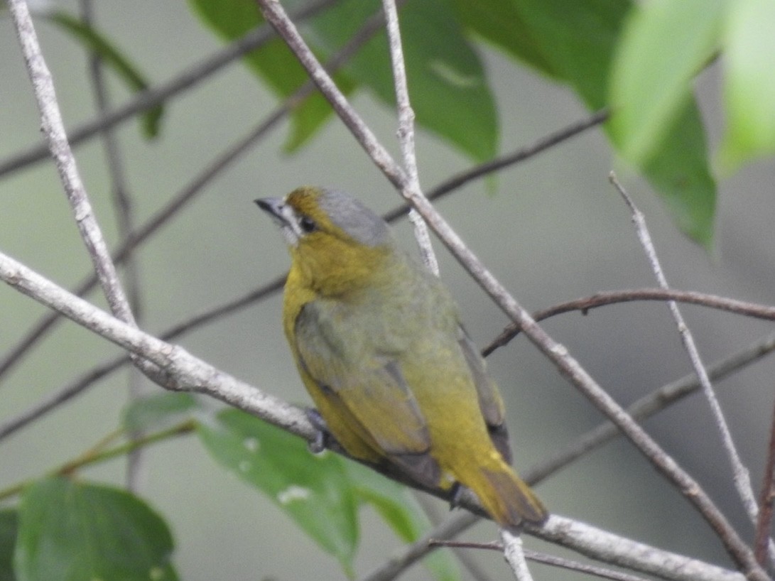 hvitmaskeeufonia - ML646669064