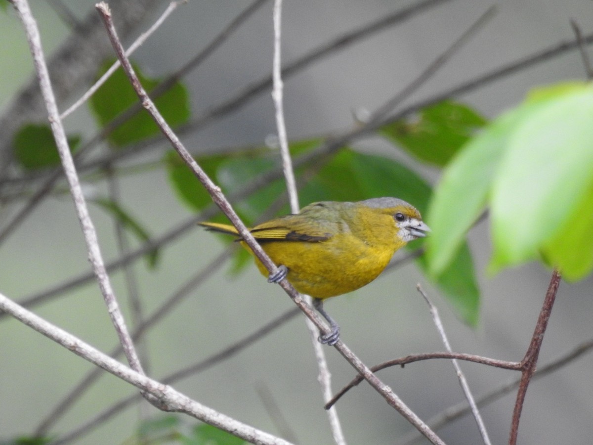 hvitmaskeeufonia - ML646669065