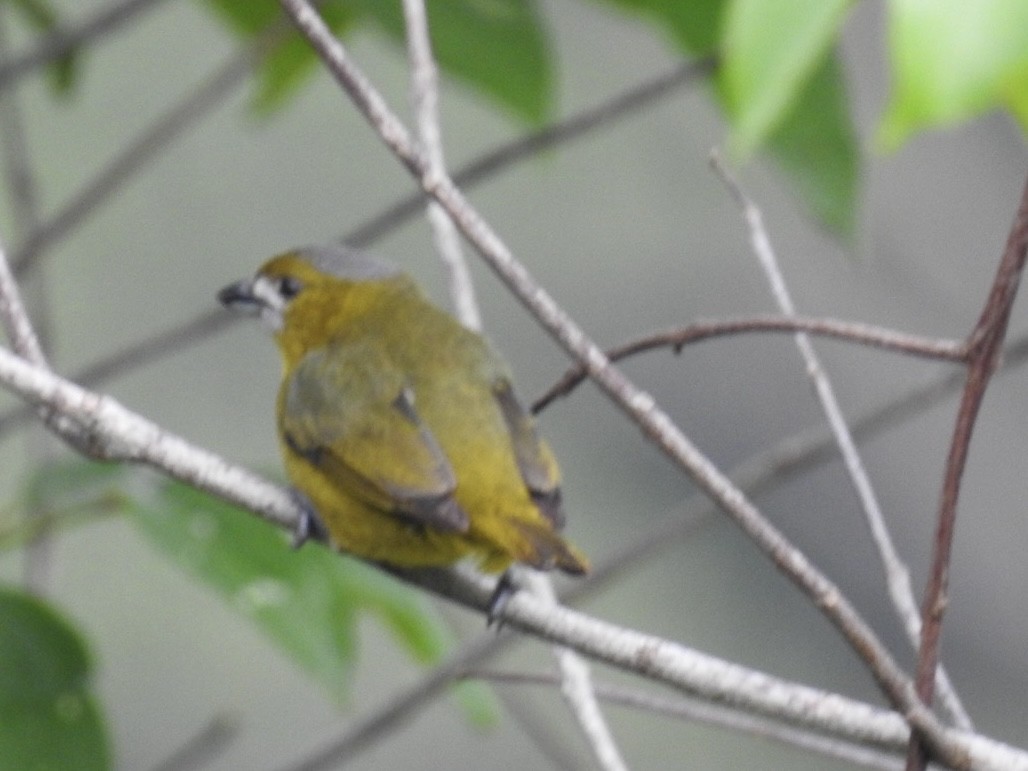 hvitmaskeeufonia - ML646669066