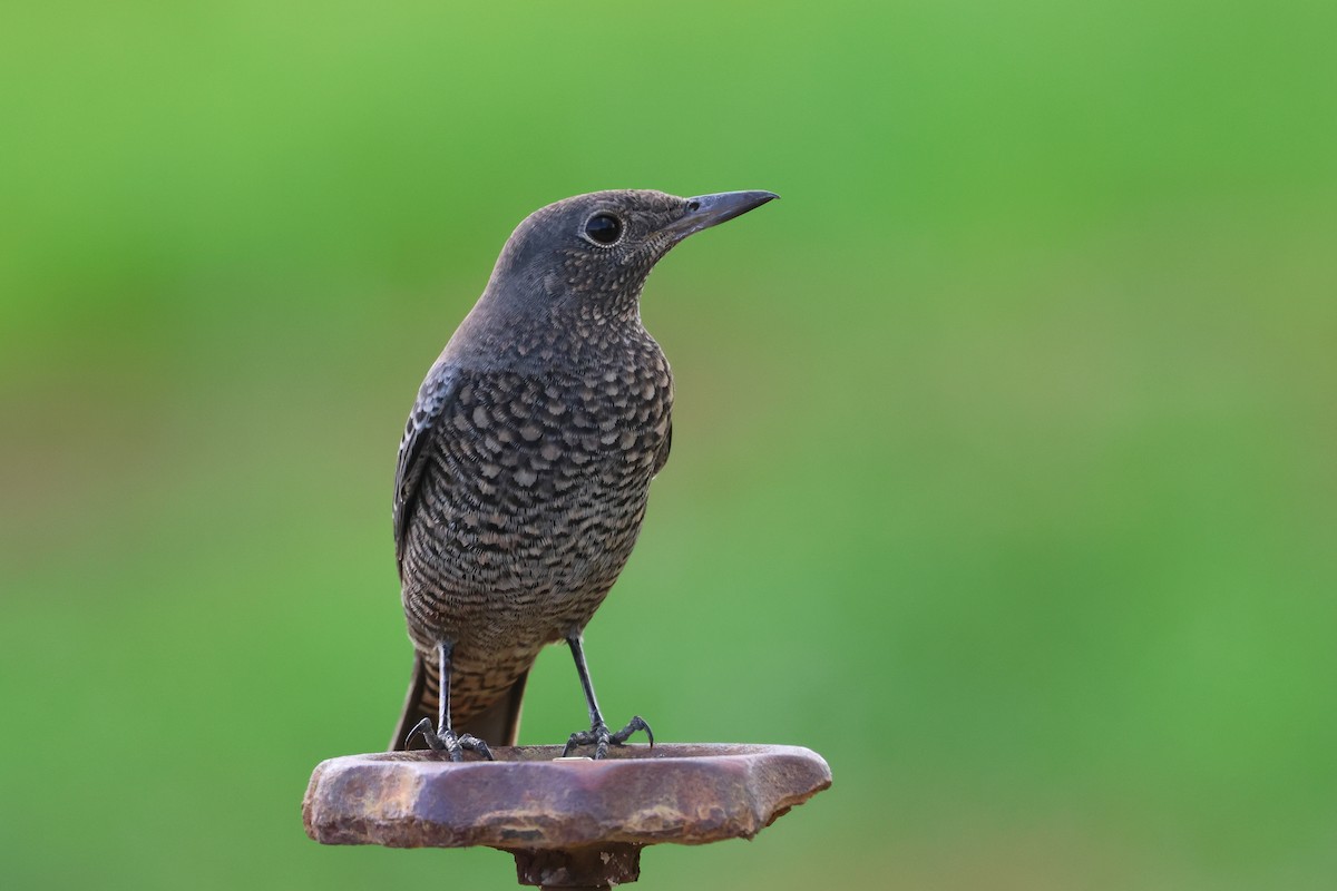 Blue Rock-Thrush - ML646669068