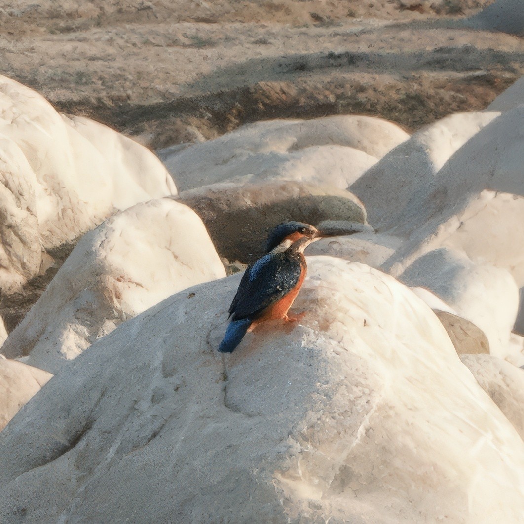 Yalıçapkını - ML646669069